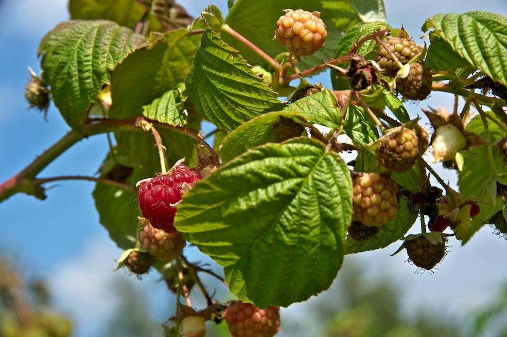 2 - botanicus-maliny-124.jpg