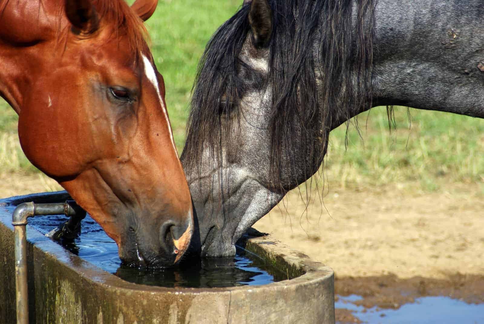 horses-drinking-from-pasture-waterer-2.jpg