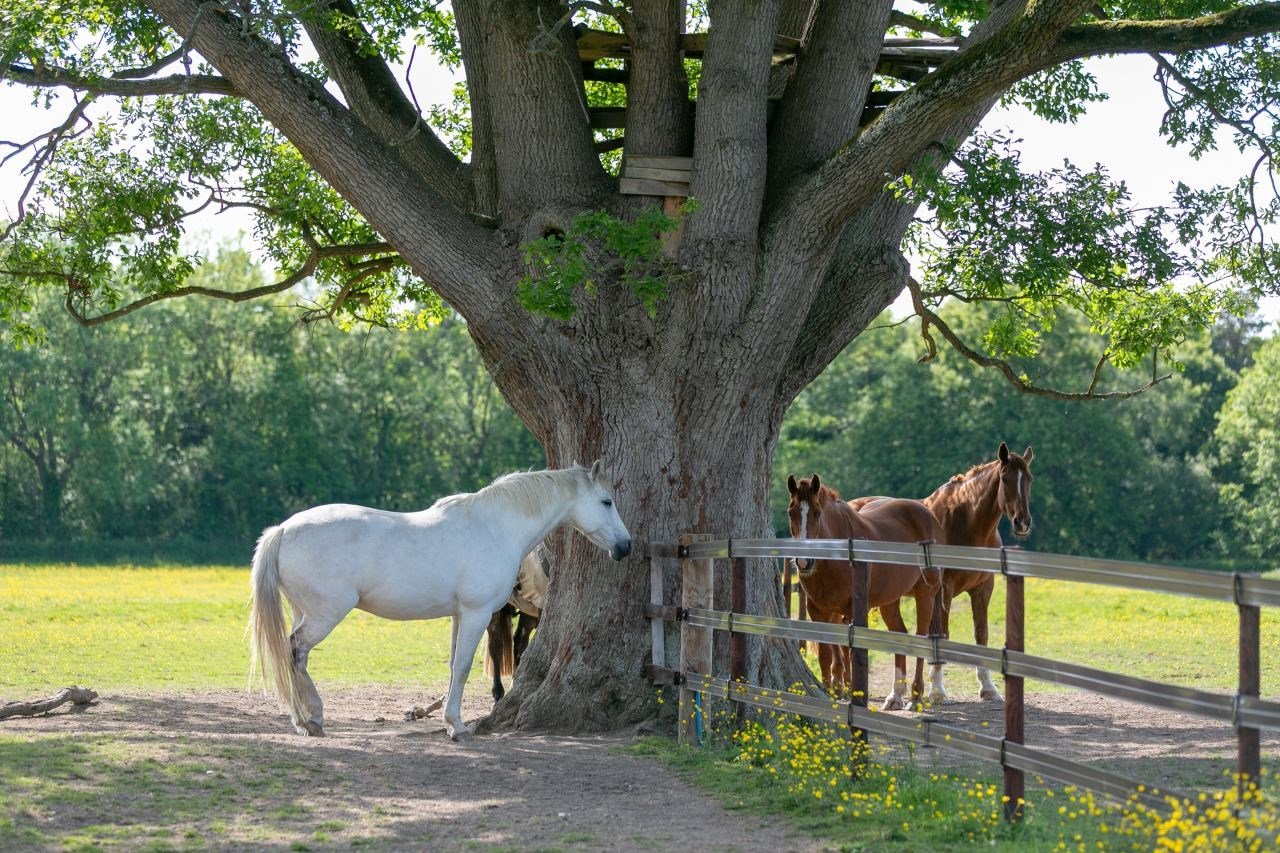 General-Horses-0183.jpg