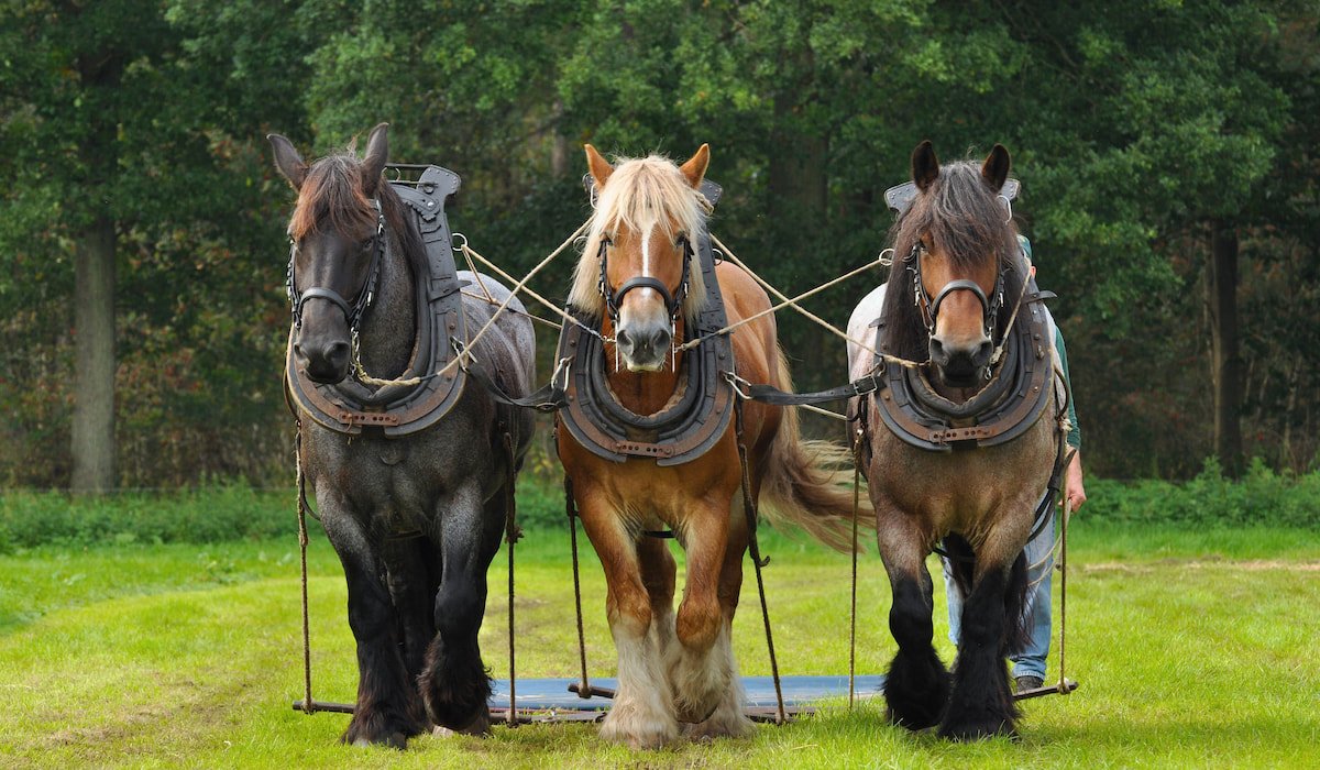 Three-Belgian-Heavy-Draft-Horses-in-a-field-ss220928.jpg