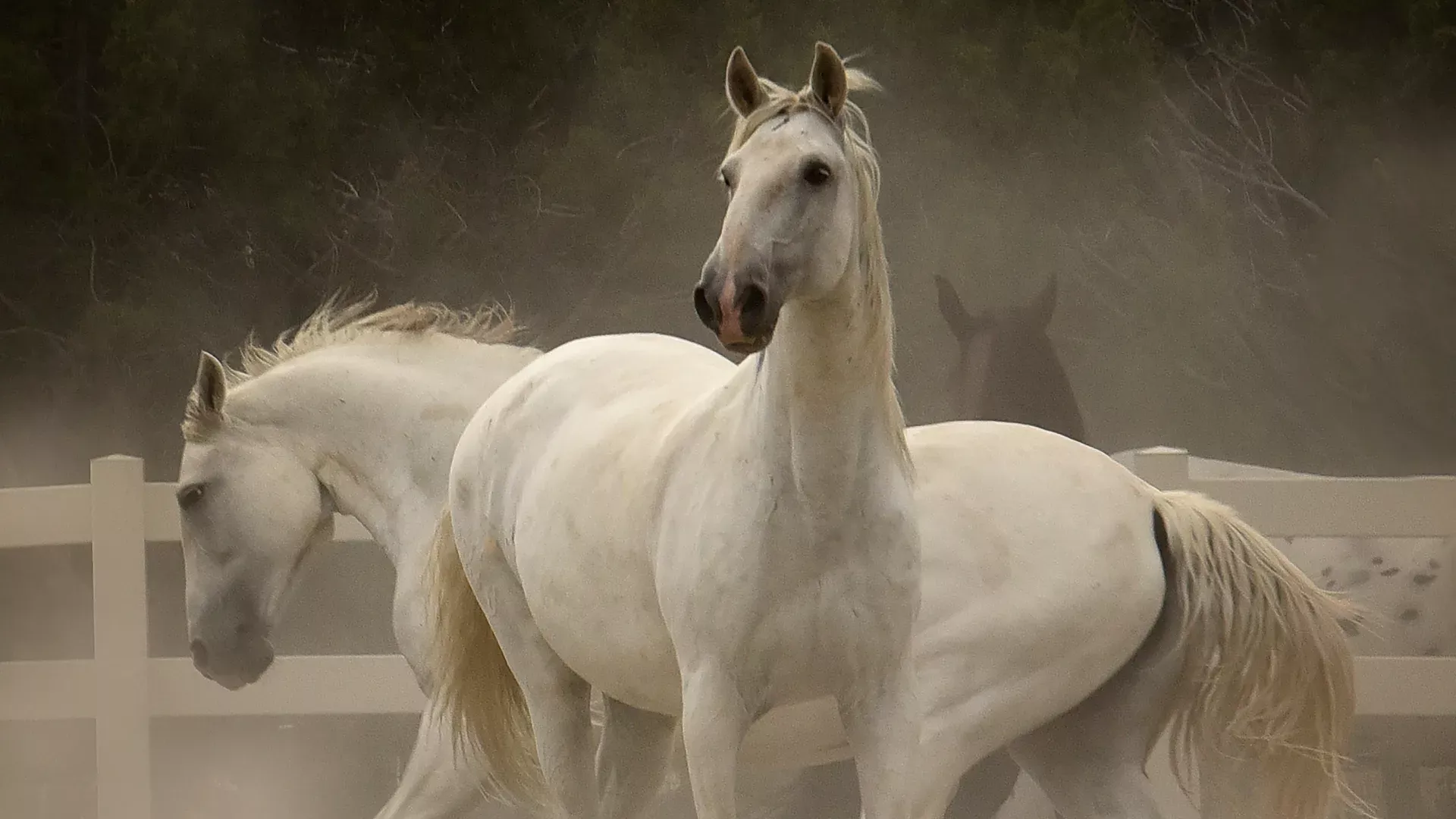 EQUUS-Horses-2-Photo-Credit-Tony-Stromberg.webp