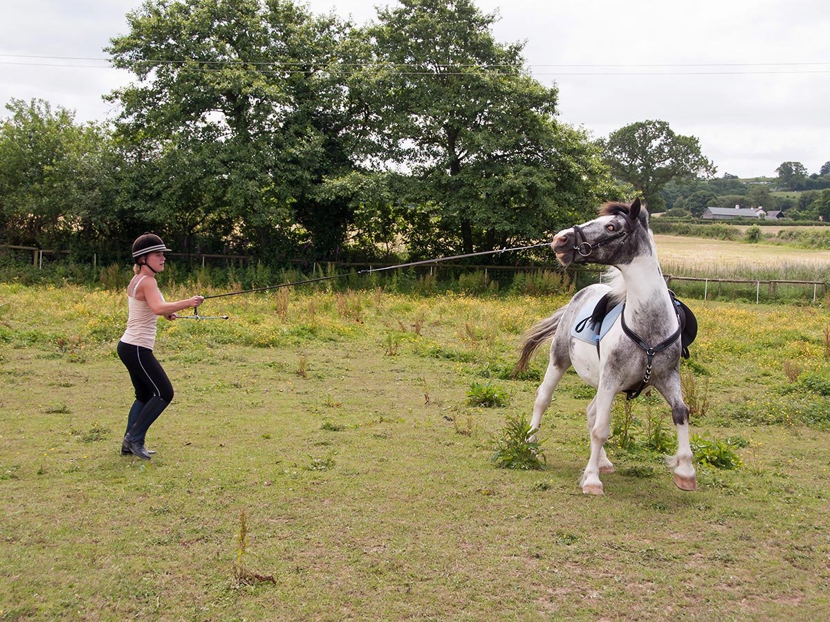 how-to-lunge-horse-first-time.jpg