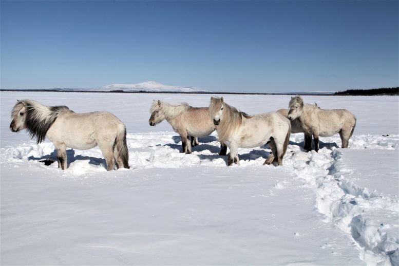 Kone-permafrost.jpg