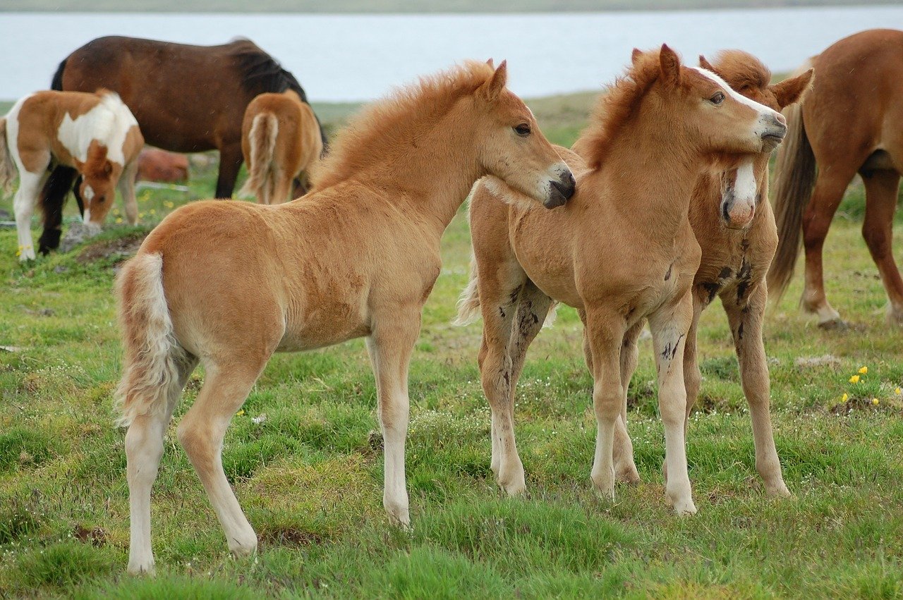 foal-621731-1280.jpg