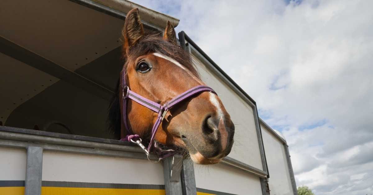 equine-transport-business.jpg