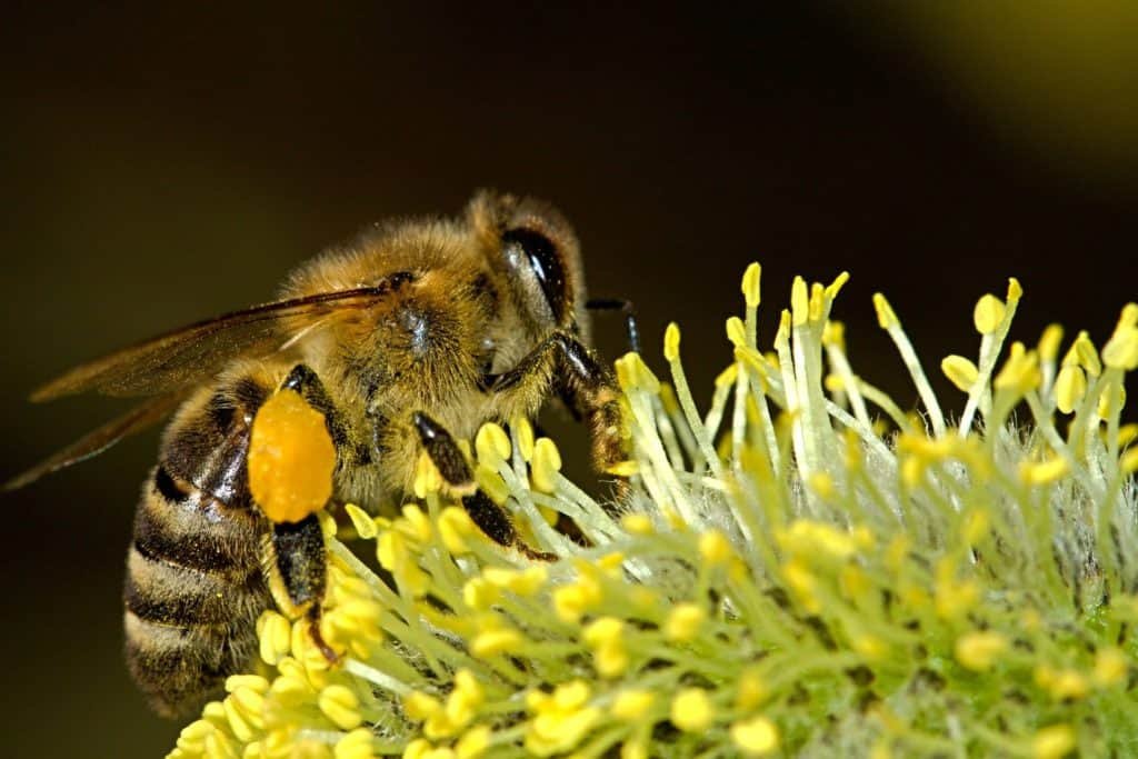 bees-18192-1920-1024x683.jpg