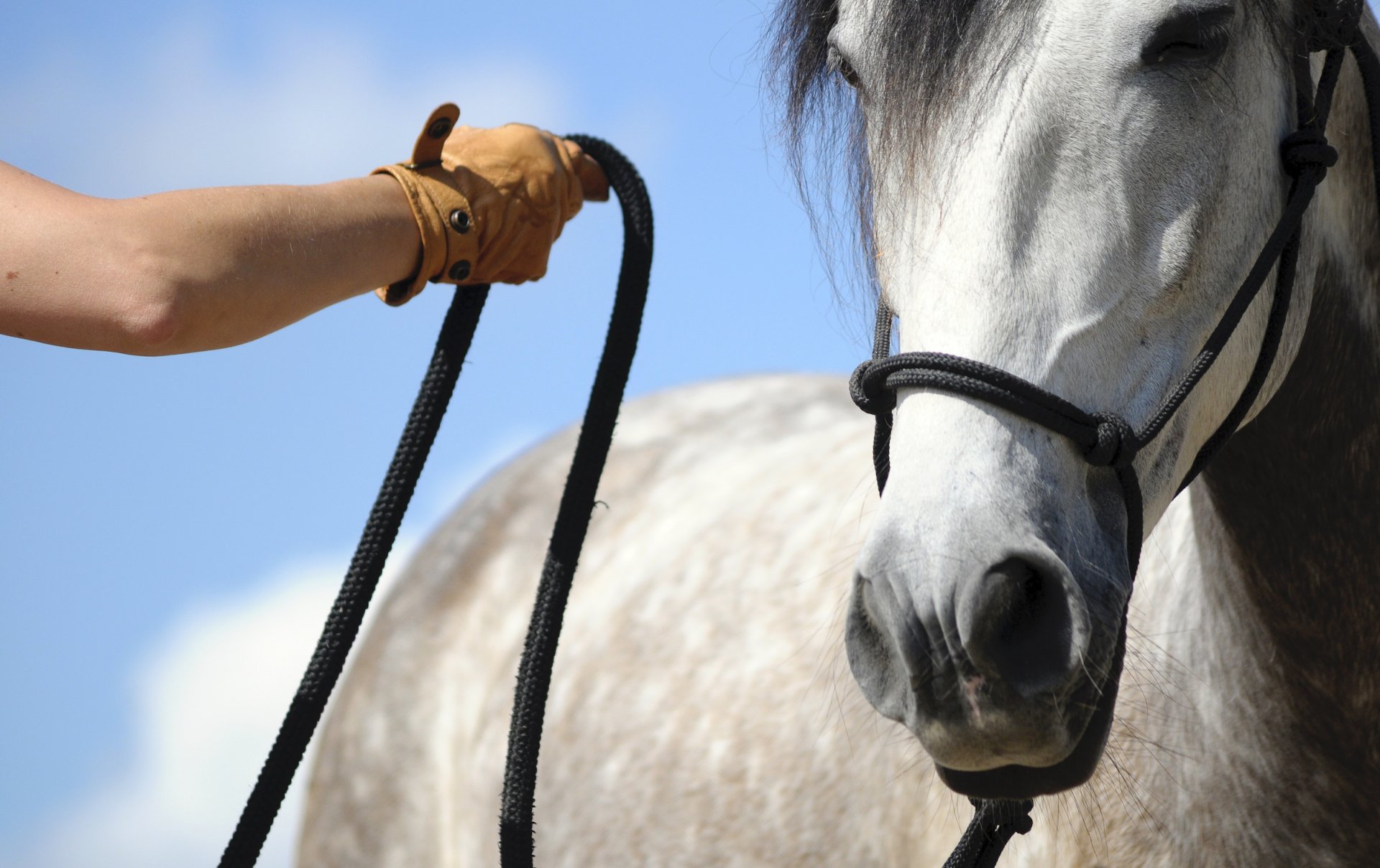 Horse-training-humane-methods-better-blogJan120.jpg