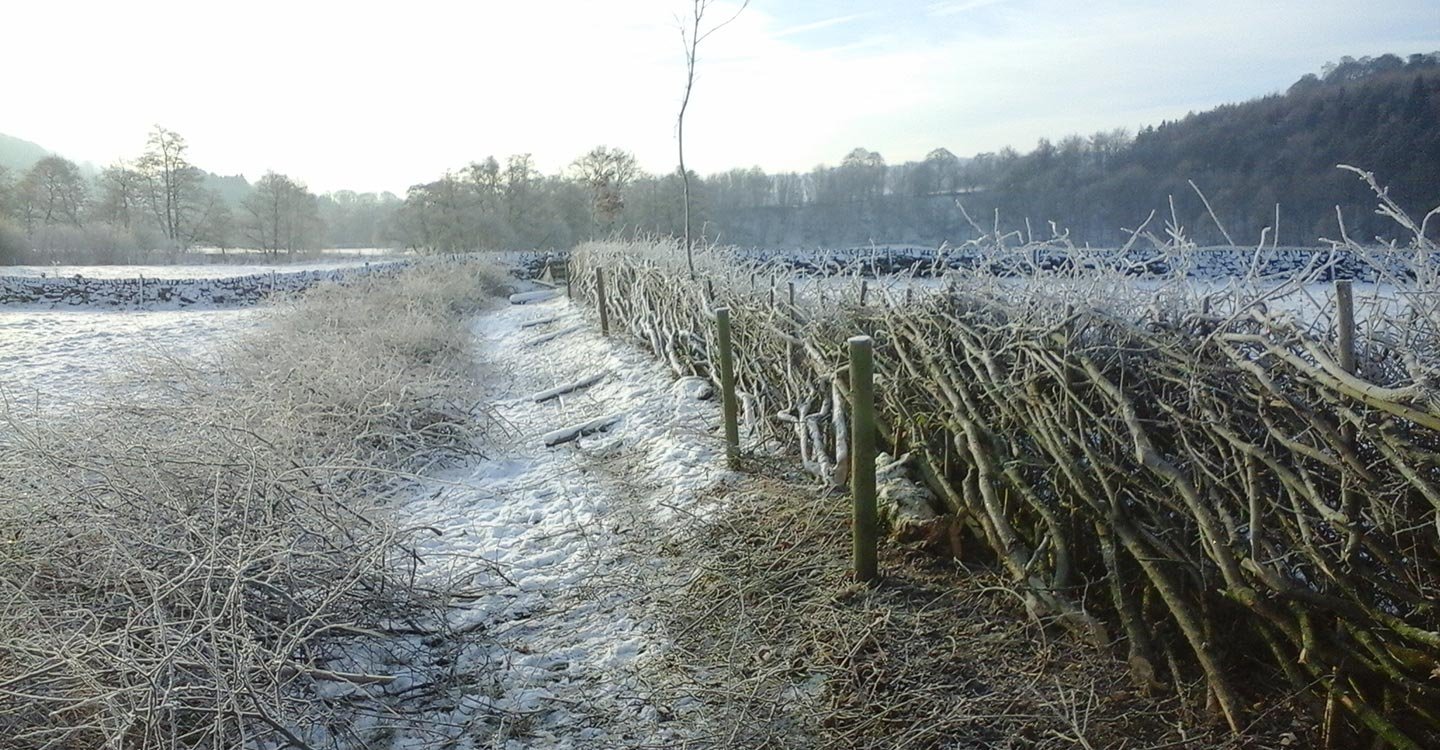 hedgelaying-feature.jpg
