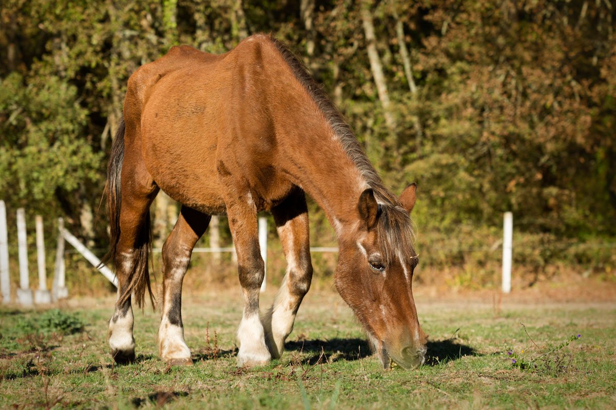 senior-geriatric-old-horse-field-grazing-gettyimages-1092598798-1200.jpg