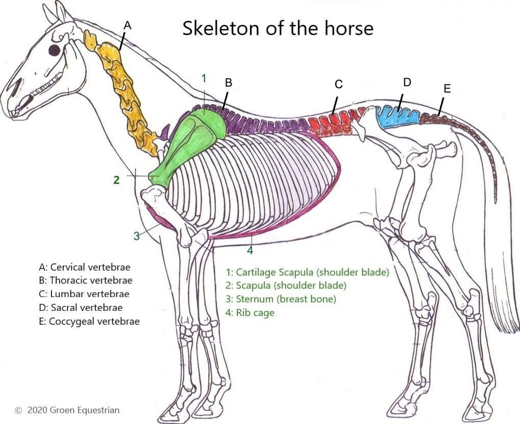 b2ap3_large_groen-equestrian-blog-understanding-the-fit-of-a-saddle-part1-skeleton-1.jpg