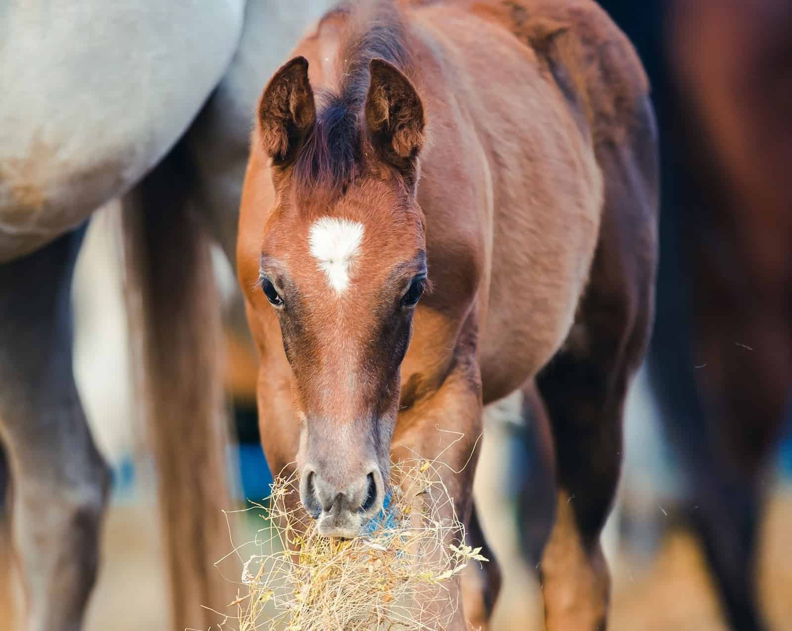 bay-foal-eating-hay.jpg