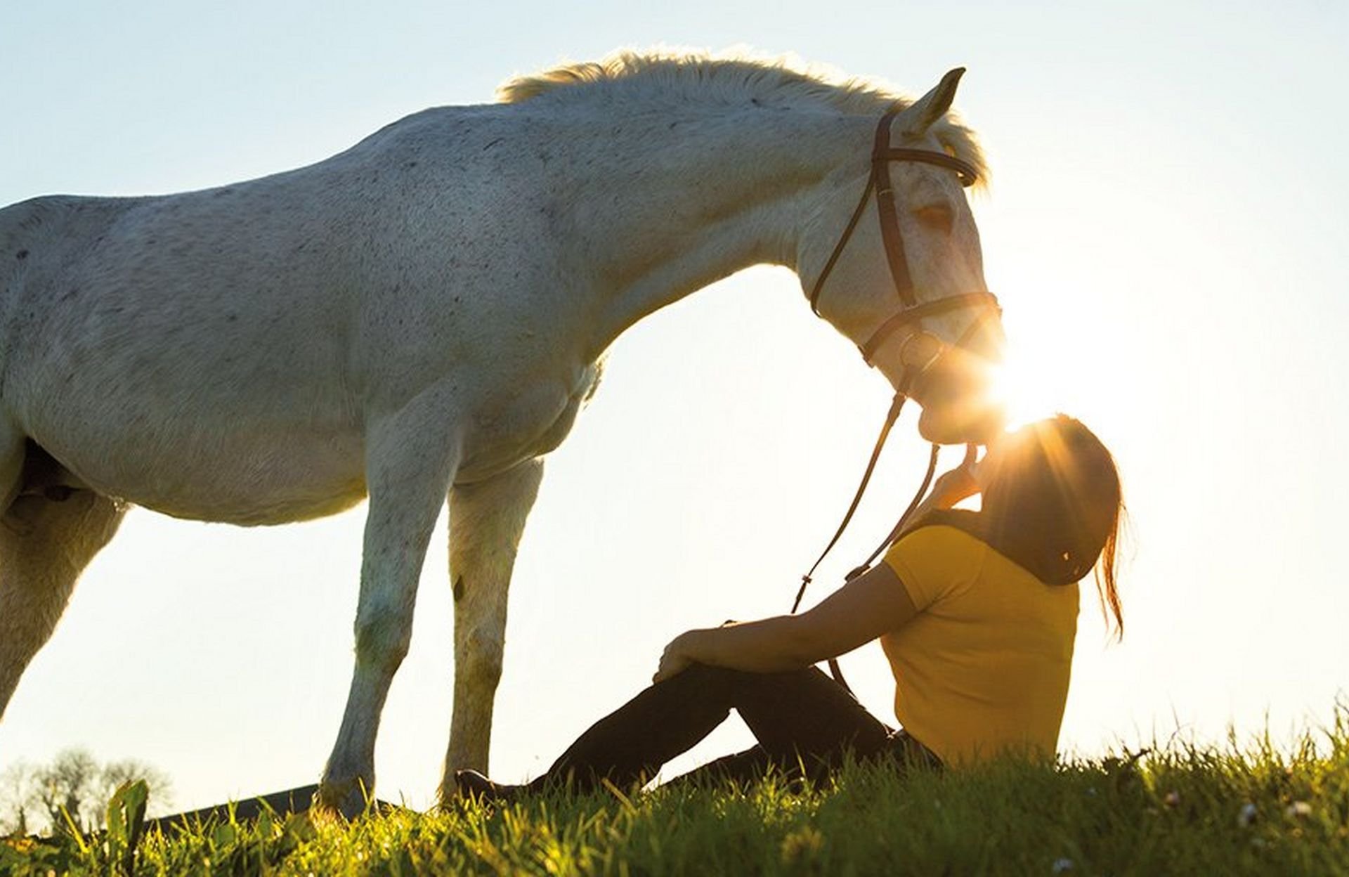 NY-blog-thumbnail-horses-hot-weather-beat-the-heat.jpg