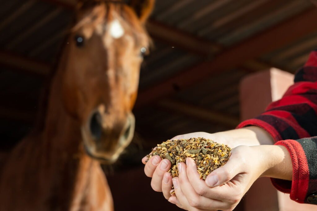 female-holding-feeds-with-corn-barley-oats-grain-to-feed-the-brown-horse-at-stables-ss230308-1024x683.jpg