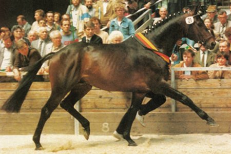 Consul-has-been-a-significant-source-of-Trakehner-blood-in-Hanover.jpg