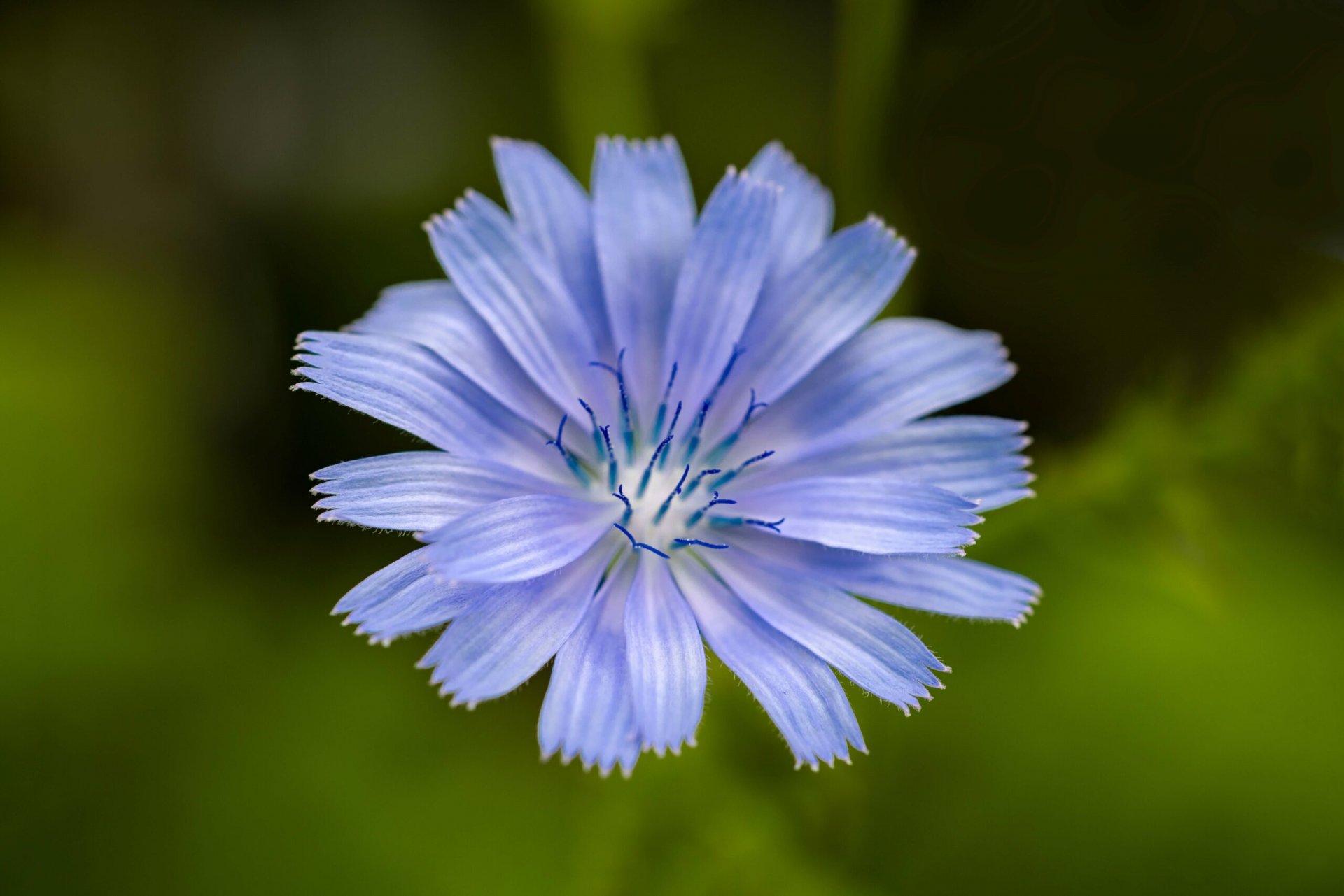 Chicory-Jul-2023-scaled.jpg