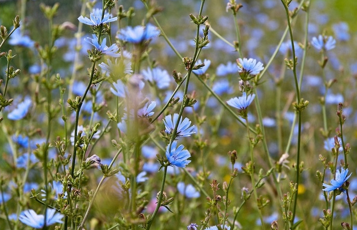 Chicory+in+field.png