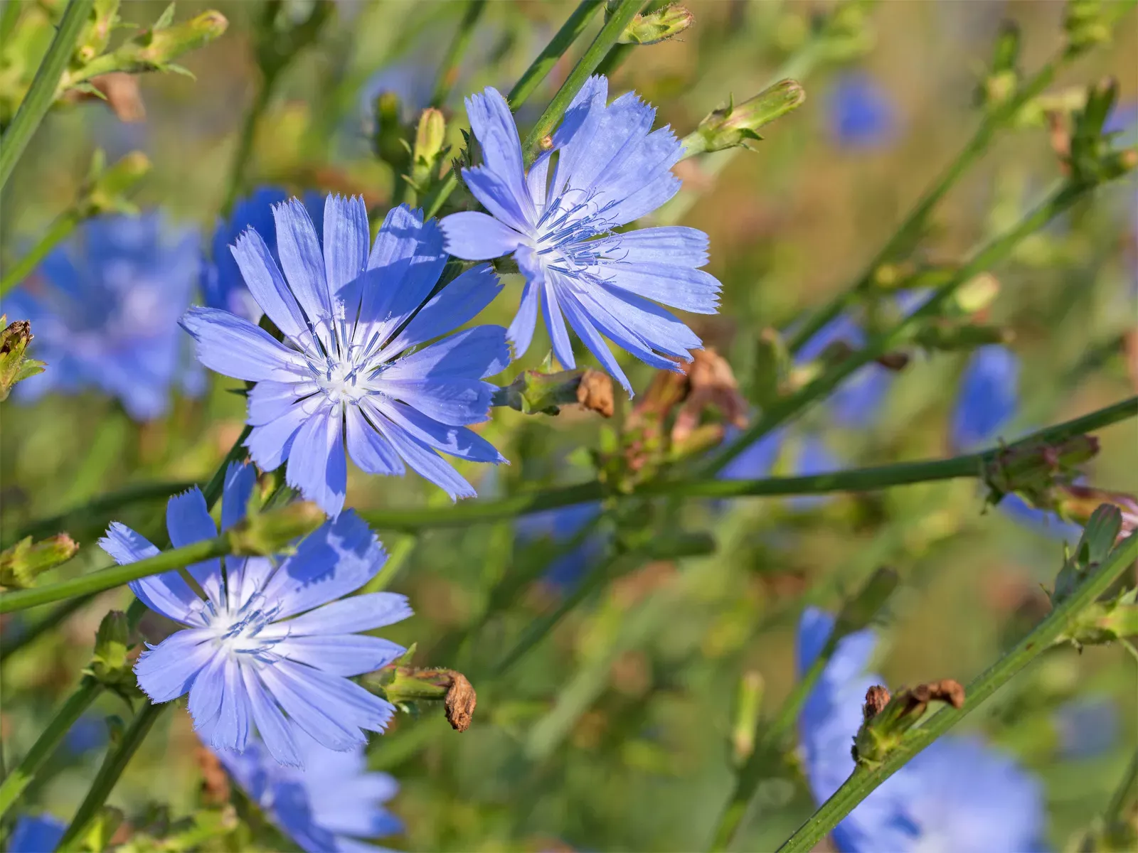 Flowers-stems-chicory.webp