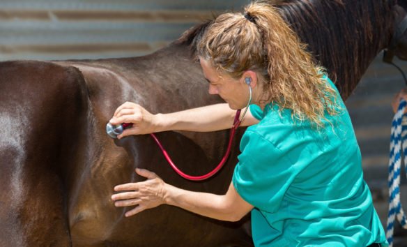 42.-Vet-stethoscope-horse-584x354.jpg