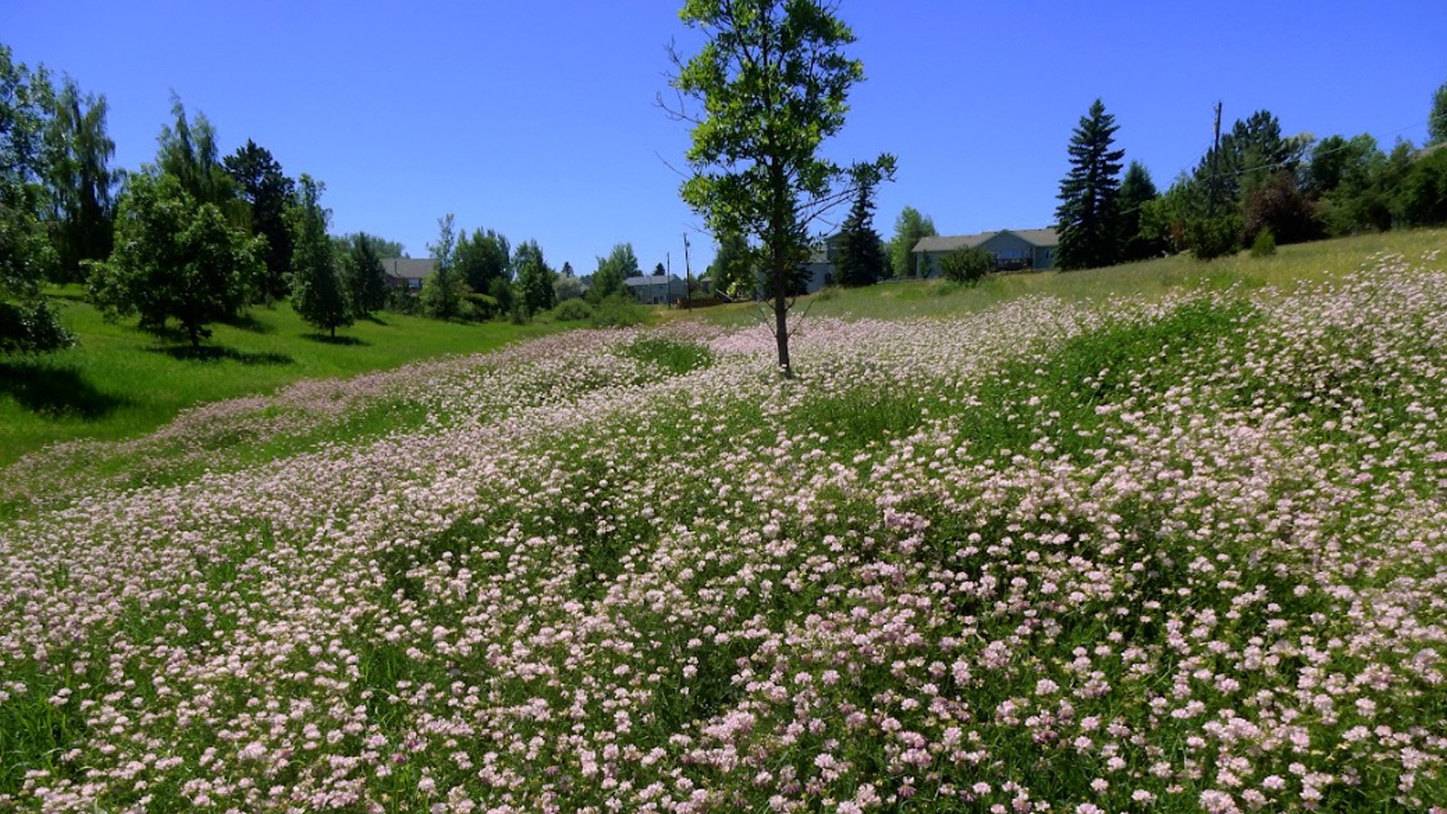 8b_crownvetch.jpg