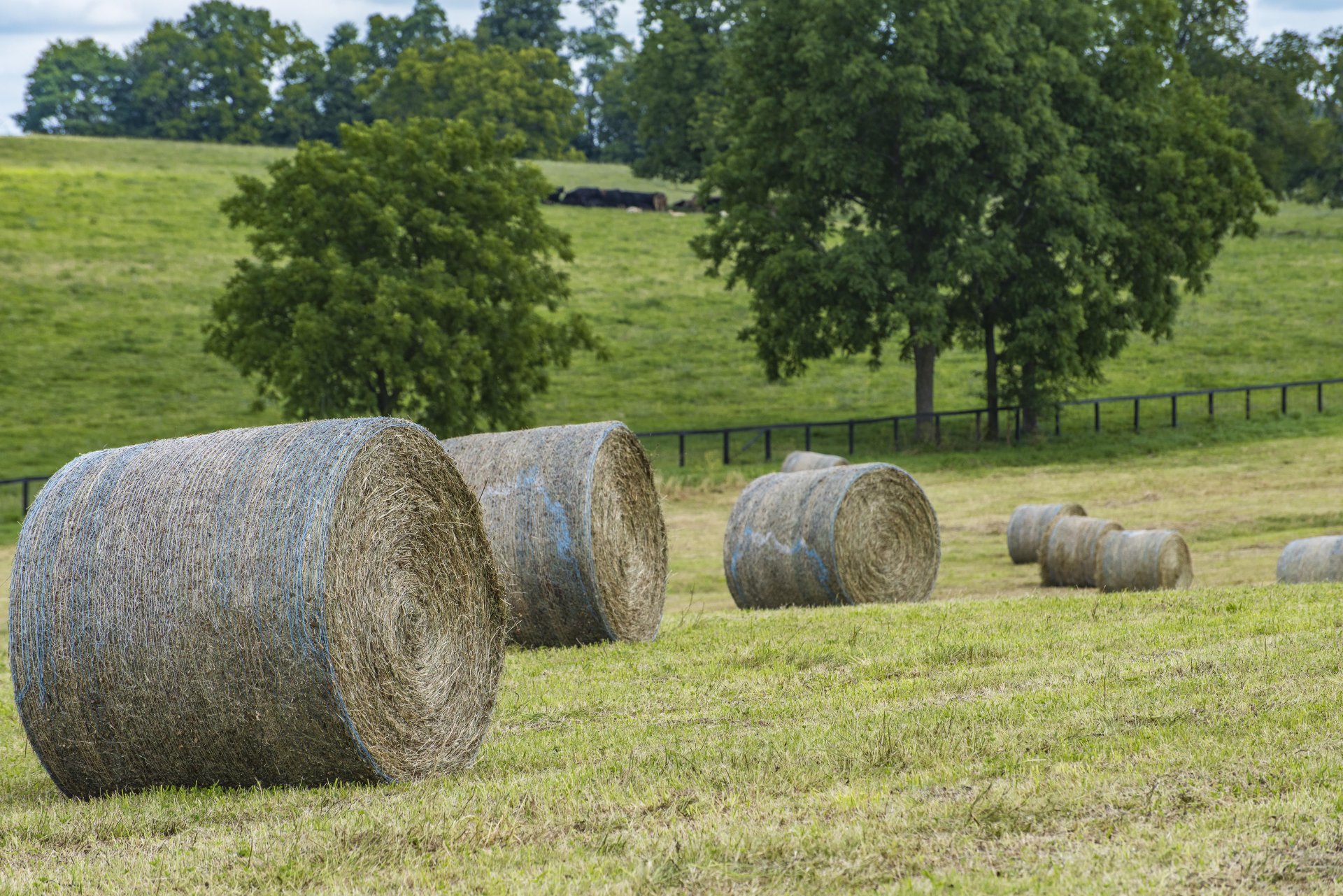 ps_-_hay_rolls_d81_0470_0.jpg