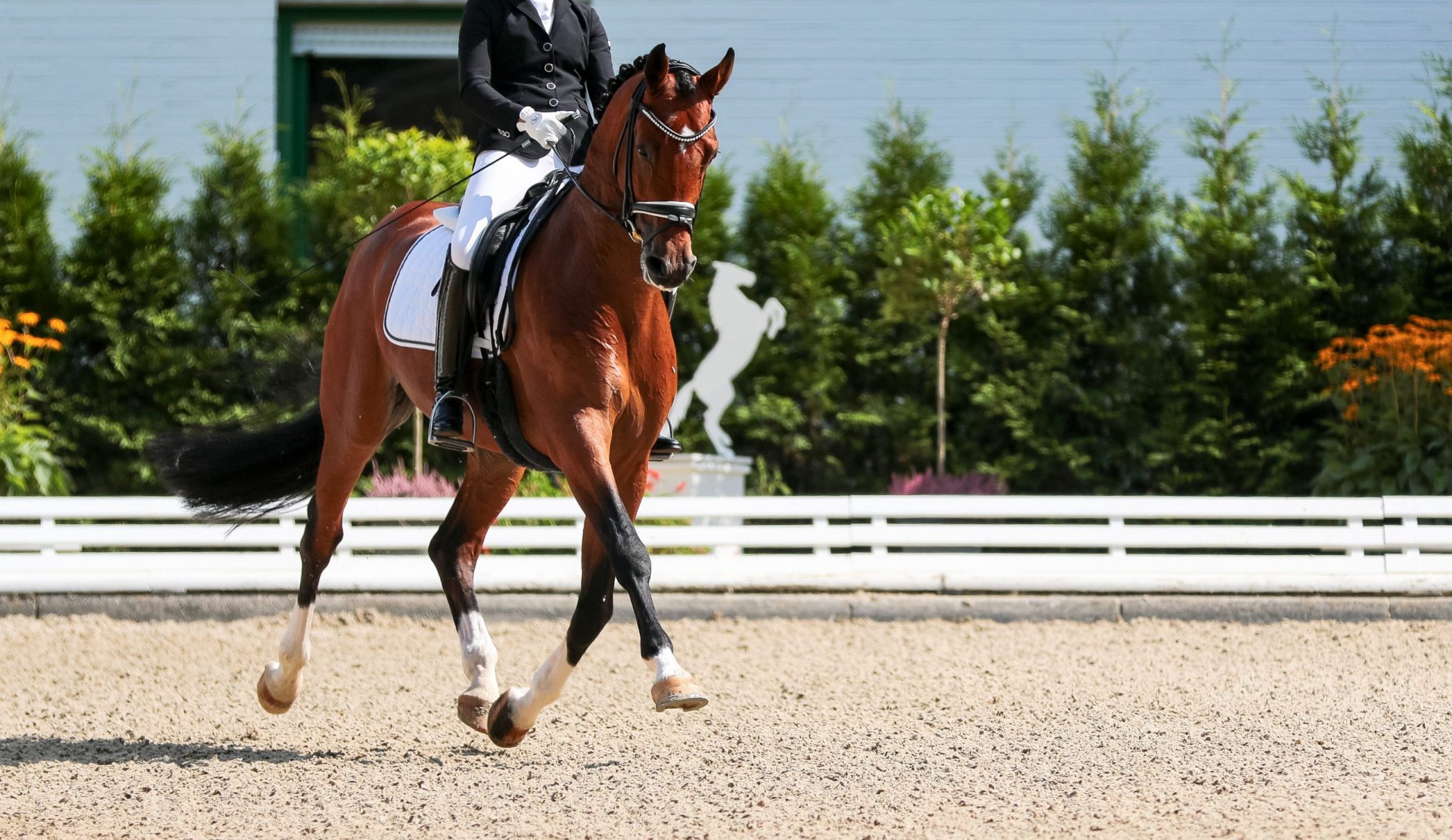 straight-dressage-scaled.jpg