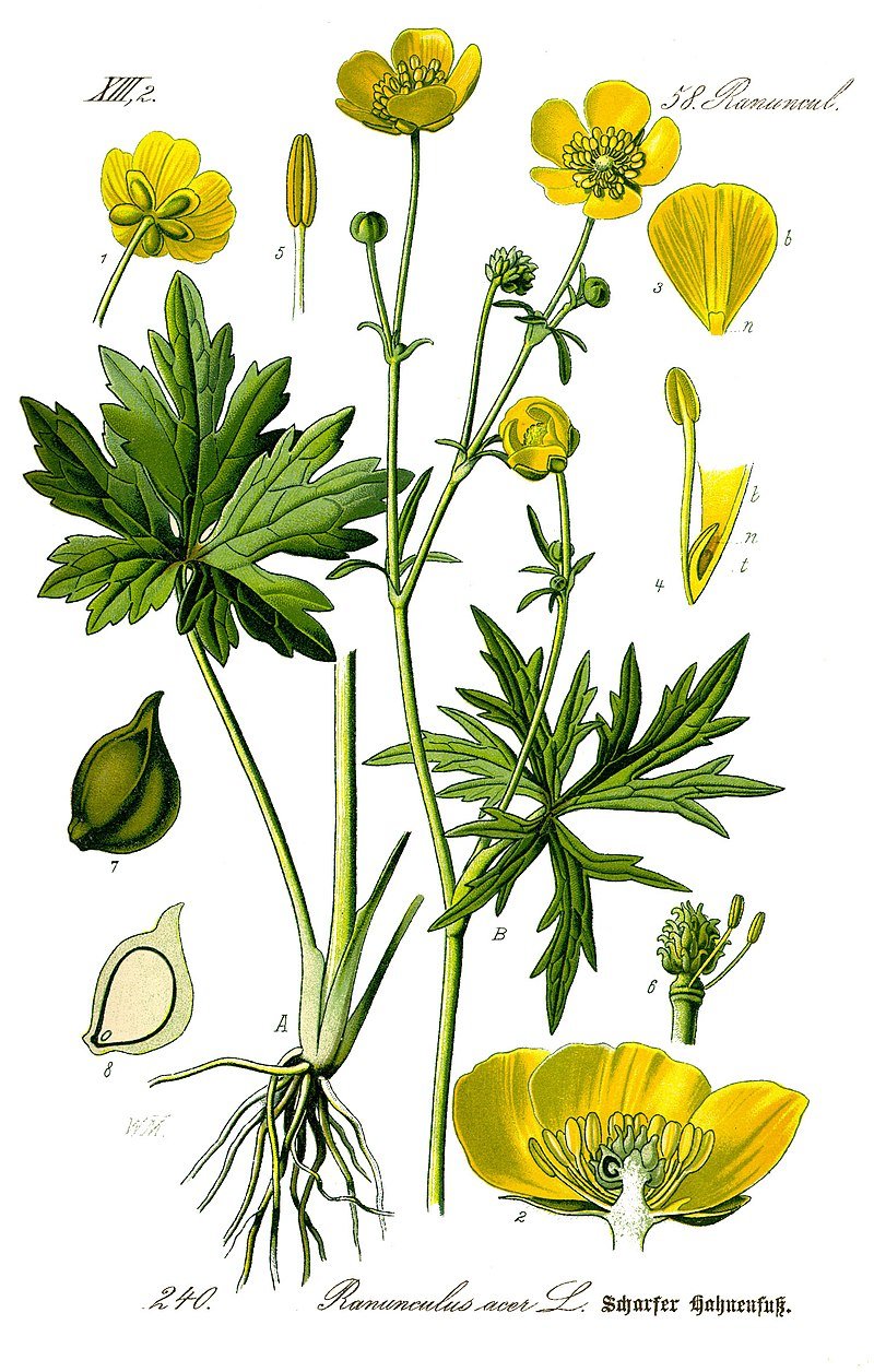 800px-Illustration_Ranunculus_acris0_clean.jpg