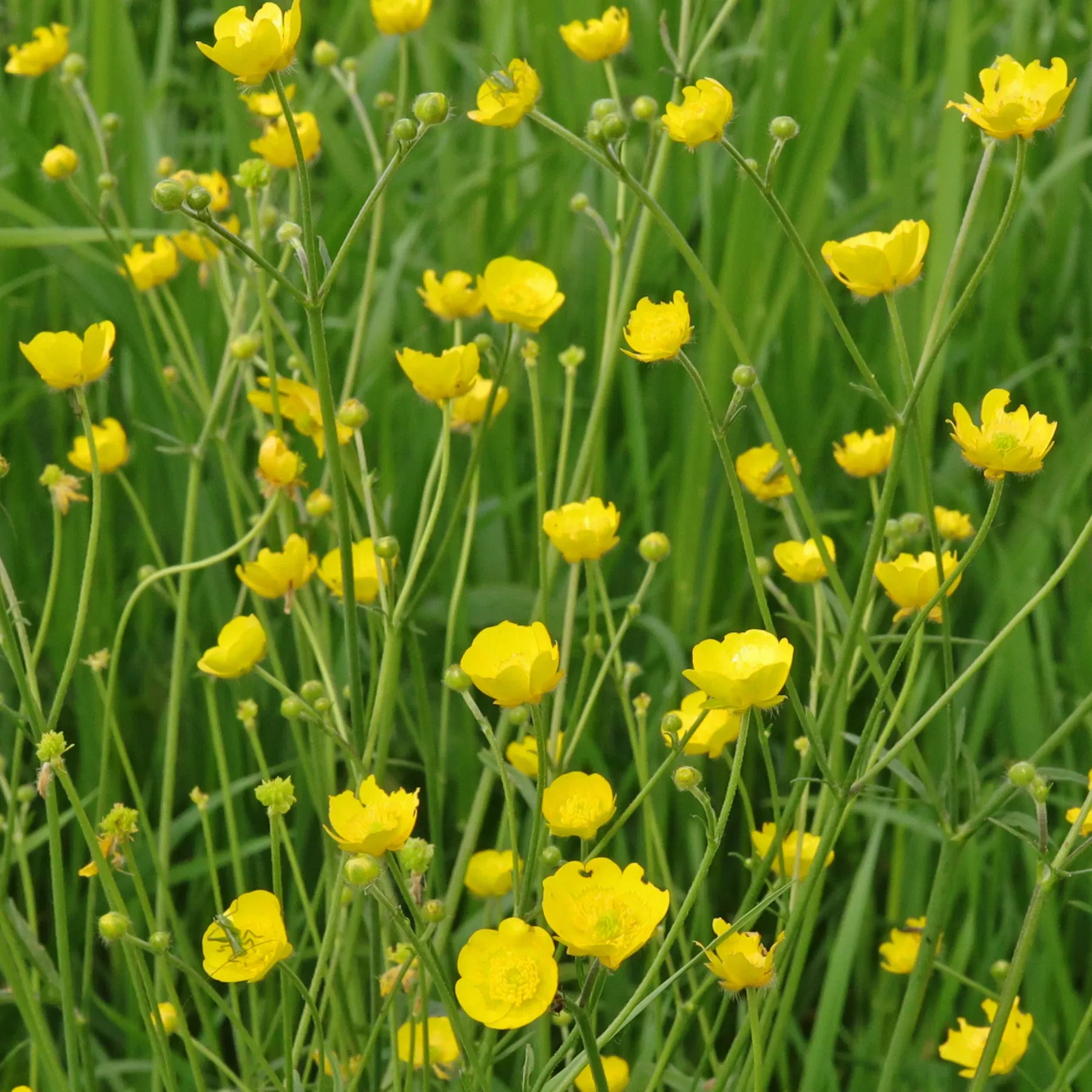 Ranunculus-acris.webp