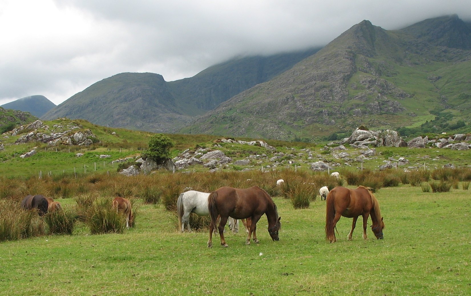 Ponies-in-Kerry-landscape (1).jpg