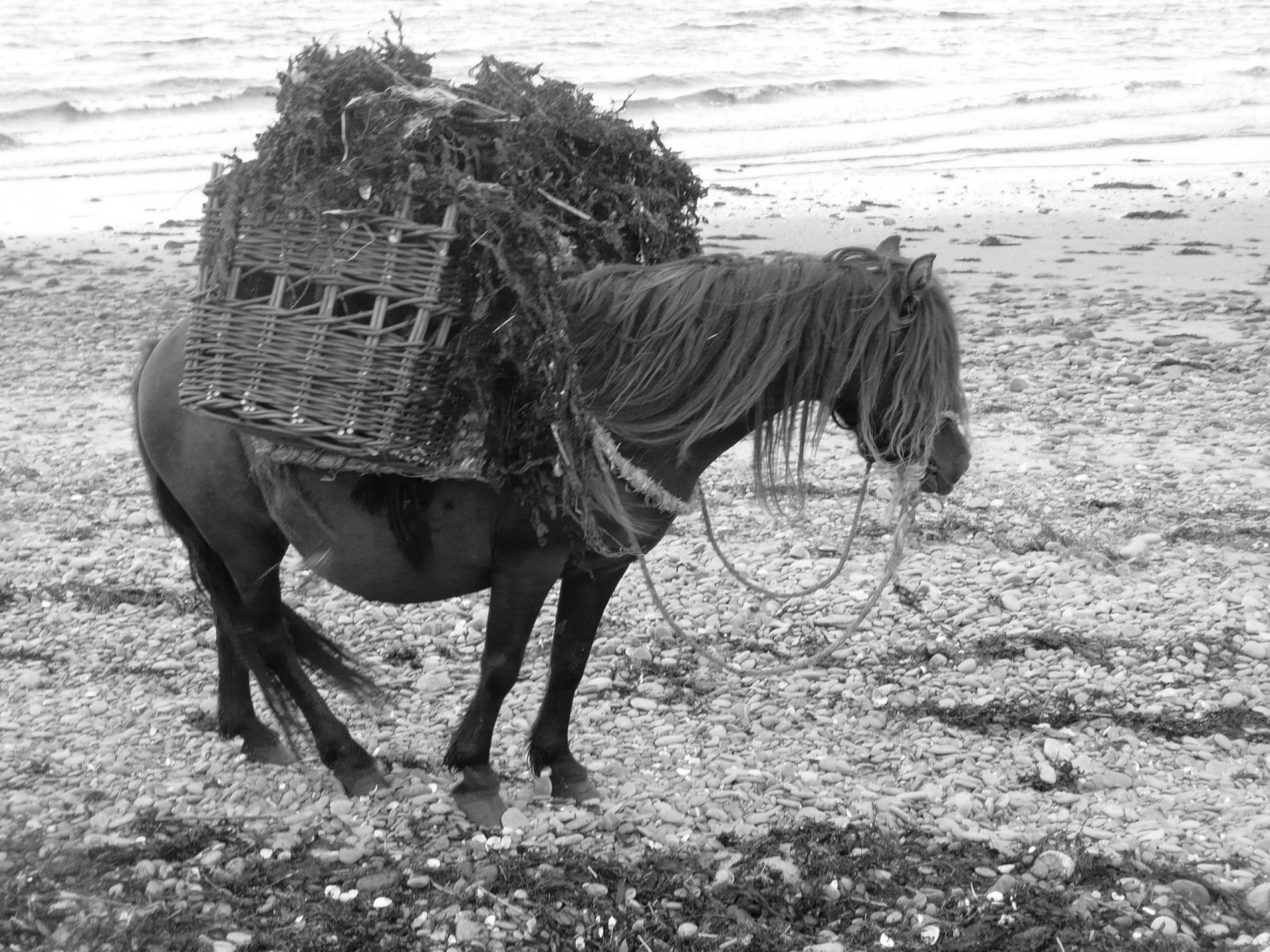 Traditional-use-Pony-with-seaweed-scaled.jpg