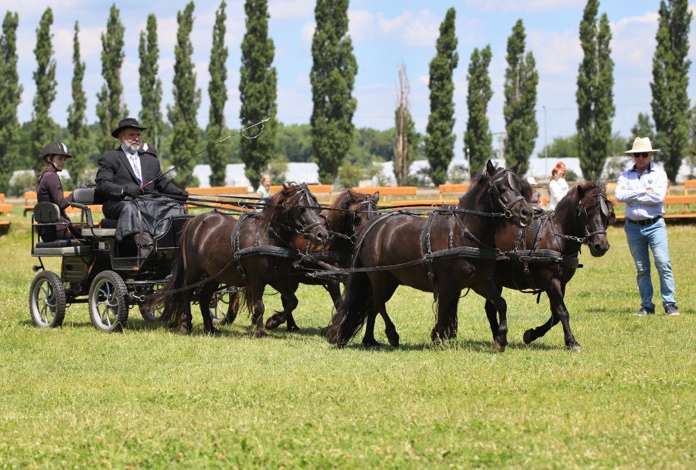 DR VICESP. - Pavel Bejcek - Phar Lap Domino, Amalka z Maleho udoli, Gola, Gety (1).jpg