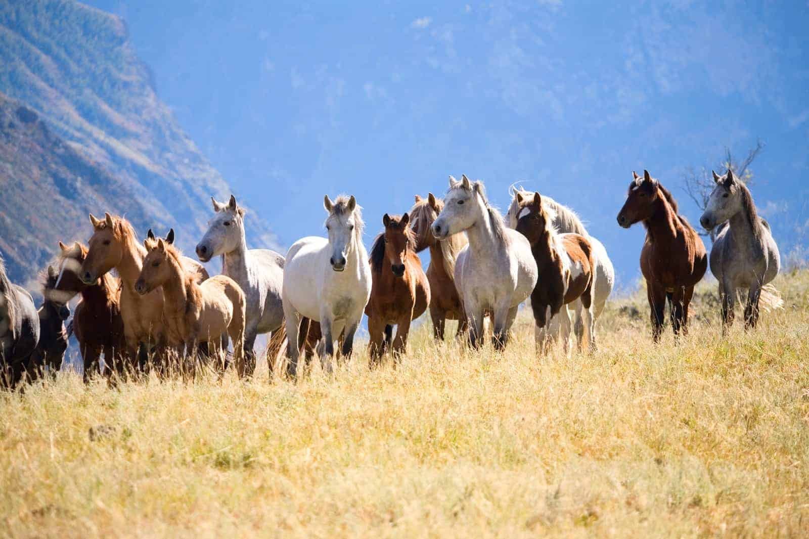 herd-of-mustangs-3.jpg