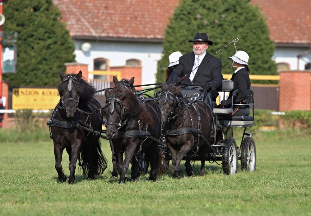 D - Pavel Bejcek - Gola, Gety, Phar Lap Domino, Amalka z Maleho udoli.jpg