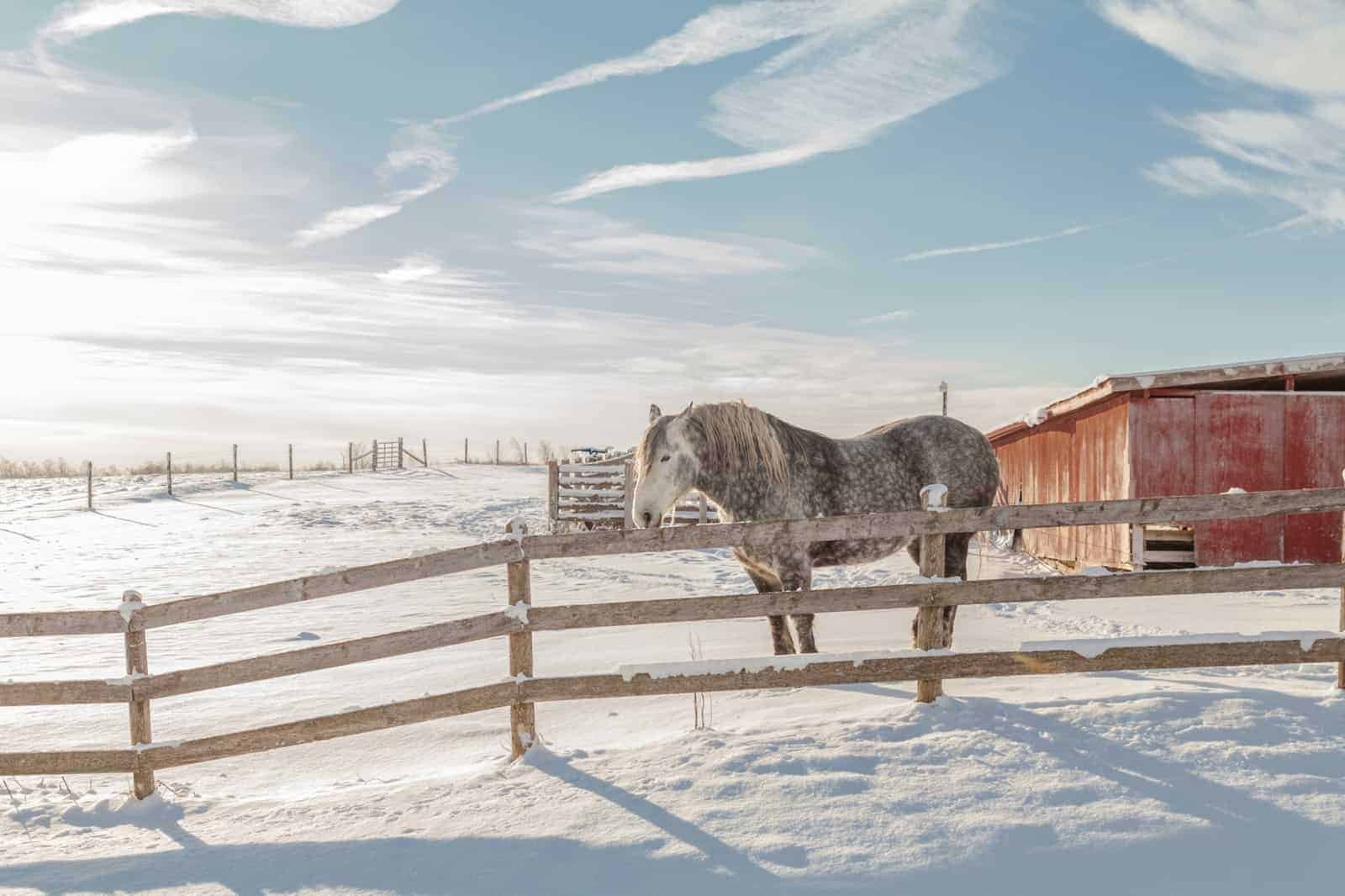 draft-horse-standing-at-fence-in-snow.jpg