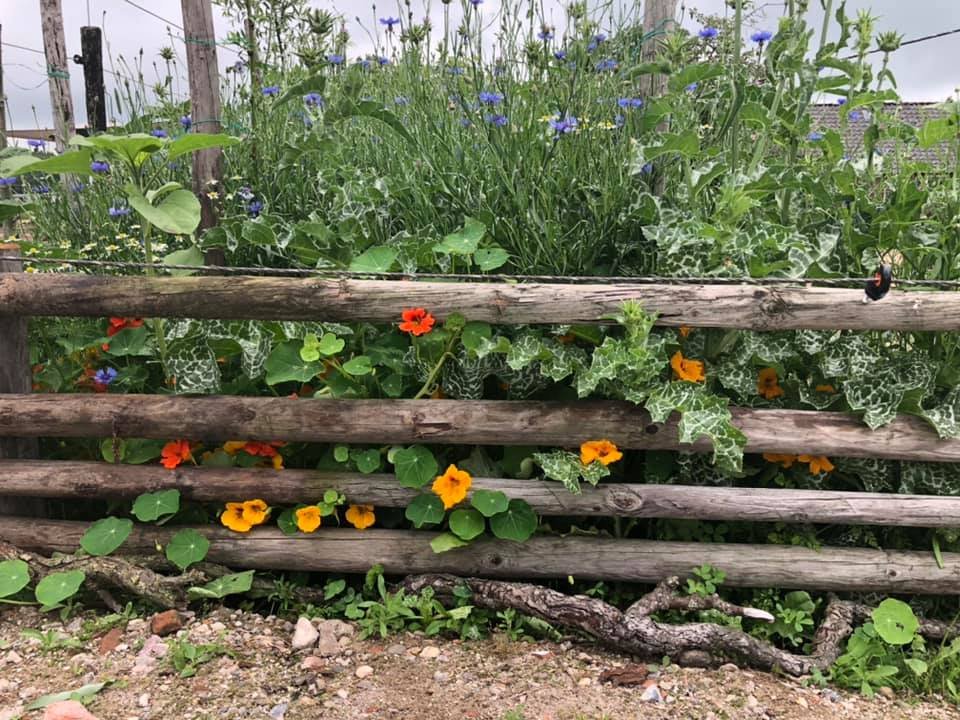 Shettie scharreltuin--,,,,.jpg