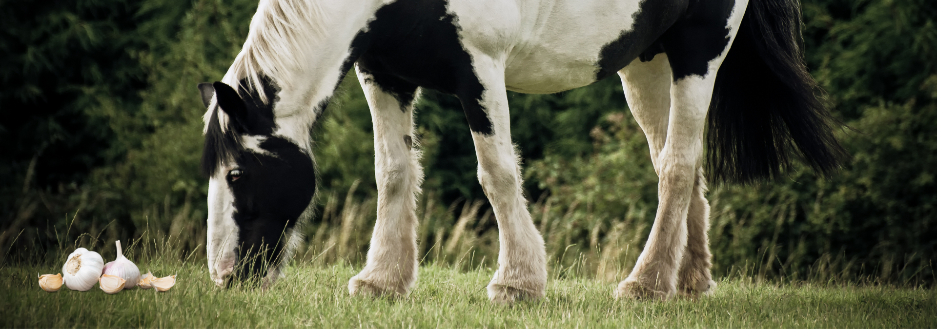 645370_ail-vermifuge-cheval.png