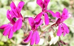 Jihoafrická pelargonie