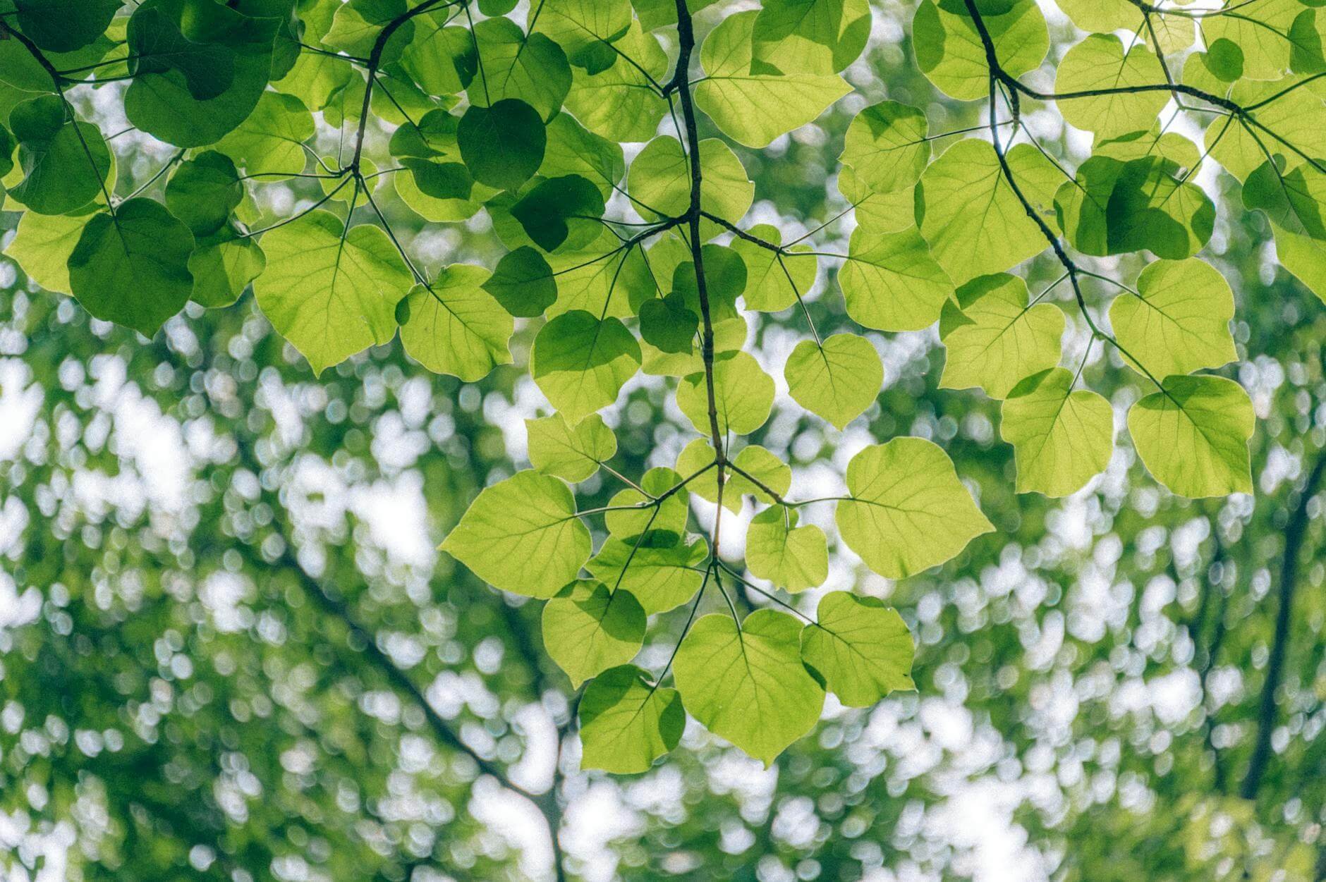 Promoting biodiversity