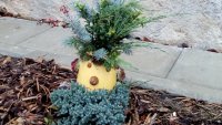 IMG_20171031_085245.jpg