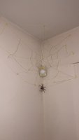 IMG-20201030-WA0021.jpg