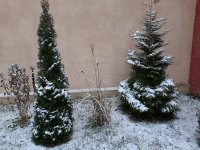 20201203_081206.jpg