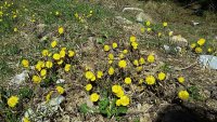 800px-Podběl_lékařský,_Tussilago_farfara_(01).jpg