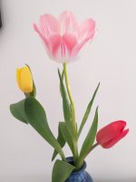 Tulipán.jpg