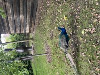 IMG_4940.jpeg